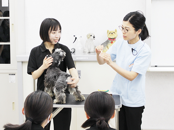 獣医師講義～ノミ・ダニ予防～